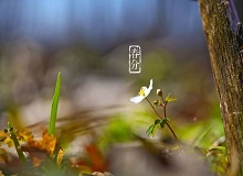 《春分》春分了，天氣漸漸暖起來。草木萬物都生發(fā)了，空氣里里濕漉漉甜絲絲的，有一股子好聞的泥土腥味兒。[詳細(xì)]