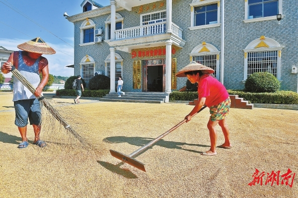9月20日，漫水村村民在操坪曬稻谷。