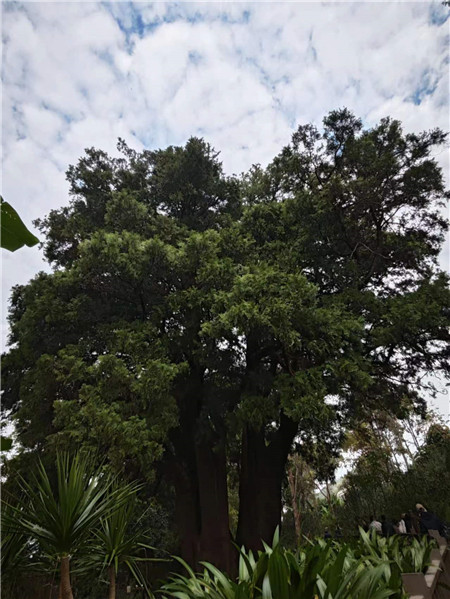 來到翁基古寨，不能不注意到一座寺廟和一棵古樹。寺廟是帕哎冷寺，古樹則是一棵古柏樹。翁基古柏經(jīng)研究鑒定，樹齡在2500年以上，樹根徑圍11米，胸徑3.5米，樹高20余米。相傳翁基后山上有妖龍為惡村里，為解除村民苦難，一佛爺來到村頭打坐誦經(jīng)，點化惡龍。日久天長，惡龍終受感化而變身成為柏樹。它與古寺相伴相生，綠蔭蔽天，村民稱此景觀為“古柏聽經(jīng)”。