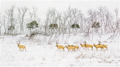 　圖為“我的家園”攝影聯(lián)展參展作品《濕地家園》，攝于江蘇鹽城。 　　葛乃航攝
