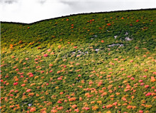 謳歌生命　　鳥類的一生，無比艱難，九死一生。但它們永遠樂觀，不悲苦。鳥類有著人類一樣偉大的愛，為了家族，可以犧牲自己。[詳細]