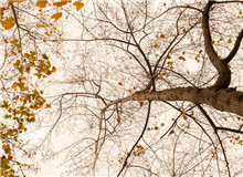 樸素之語盡寫萬物卑微之美　　“深山多古木多闊葉木，多山泉?！倍潭痰倪@句話，蘊藏了六年的足跡與情感。[詳細]